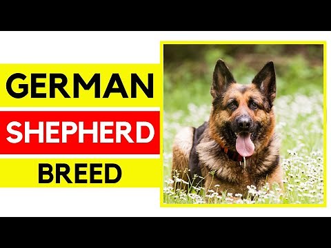 Exploring the History and Origins of the German Shepherd Breed | Pet Adventure TV