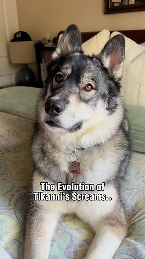 Hilarious Husky Moments: Tikannis Screams Compilation