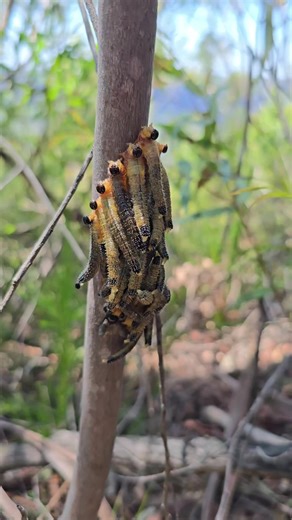 Spitfires! Sawfly Did you know 👇👇 Despite their name, they are larvae of wasps, not flies. They aggregate in large groups on the branches of eucalyptus trees. When disturbed, they use a defensive mechanism of ejecting an irritating, eucalyptus-smelling fluid from their mouths to deter predators. The larvae have well-developed, dark heads and three pairs of legs. #Australia #nature #smallbusinesssupport #art #spitfires