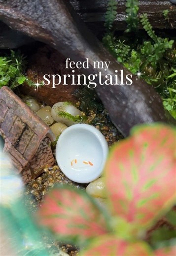 Feeding My Orange Springtails in the Terrarium