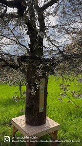 The new log hive is ready. 蝹 It took a bit of work to place it...