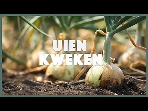 Uien kweken: makkelijke en snelle tips I Angelo Dorny
