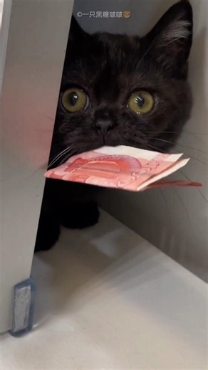 Cat Accidentally Found Husband's Hidden Money 😍❤️