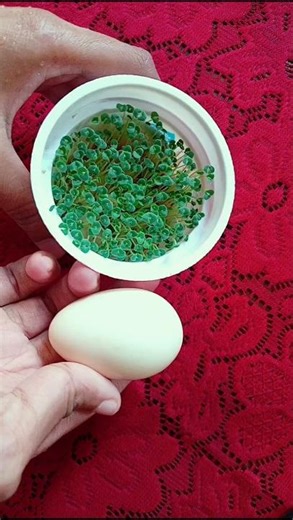 Microgreens Omelette ASMR #garden #gardening #ASMR #nature #farming #satisfying #relaxing #fyp