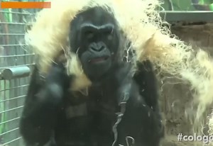 World's Oldest Gorilla in Captivity Is 58 Years Young (Video)