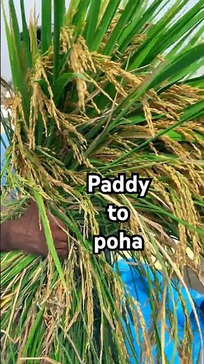 How Our Ancestors Made Poha | Forgotten Traditional Process