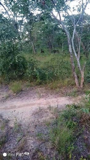 bush toilet 🚽 tavabata musango#$$$$$$$