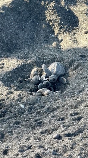 Bali magic: baby turtles hatching and heading home to the sea 🐢🌊 This magic moment is part of a local grassroots program by locals here in Bali. It’s not open for tourism, and to respect their work we won’t be sharing the exact location. Enjoy the magic ✨ 🐢 #Bali #BaliLife #BaliNature #BaliWithKids #FamilyTravelBal | Chad and Mia - Bali Family Travel