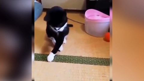 Funny Cat Reactions: The Most Amusing Feline Expressions