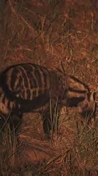 Getting to Know the Fox and Its Habits