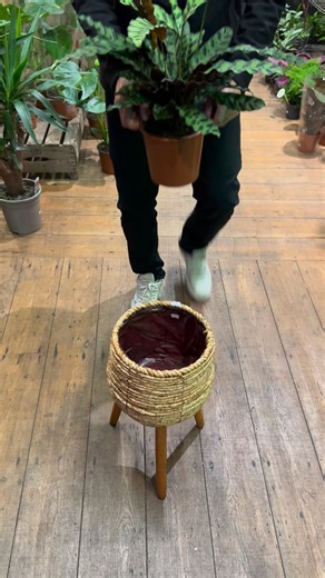 1.1K reactions · 15 shares | Calathea Rattlesnake in a basket pot with legs 華 #thejungleclub | The Jungle Club Plant Shop | Facebook