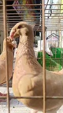 Beautiful Pigeon Breeds in the World | Domestic Pigeons | Show | Fancy Breeds