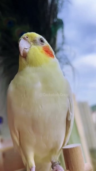feathered superstar Jerry is out here showing off his dance moves and singing! 🎶🦜 #cockatielscraze