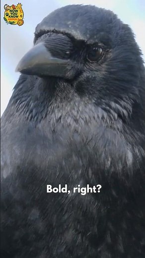Ravens Are Basically Bird Geniuses! #short #birds #wildlife