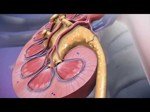 Visible Body | Creating a 3D Tour of the Urinary System