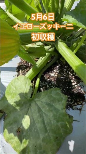 黄色ズッキーニの初収穫 #家庭菜園 #ズッキーニ #収穫