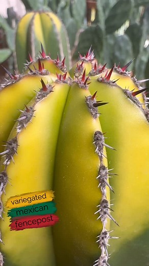 68 reactions · 6 comments | Red • Yellow • Green #cactusjeff | Jeff Hanson | Facebook