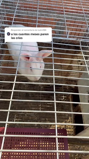 Tiempo de gestación y reproducción de conejos: Respuestas y cuidados