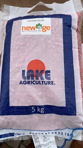 Maize Farming Techniques in Ghana: A Guide for Farmers