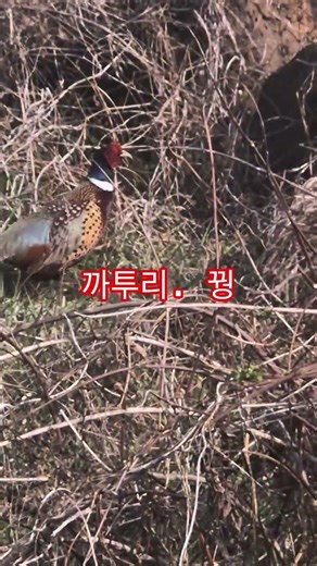 까투리. 꿩. 장끼는 어딧냐. 까투리 두마리. ㅋㅋㅋㅋ