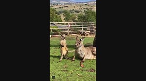 Aw! Tiny kangaroo scratches its belly