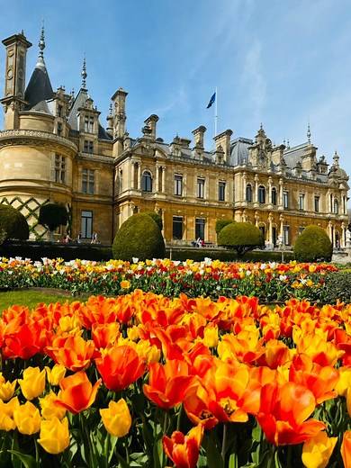 Mesmerized by the vibrant beauty of these stunning tulip flowers 🌷✨ #NatureArt #TulipLove🎞️ @huyenjamin____hailwood 📌 Save for your visit in England 🏴󠁧󠁢󠁥󠁮󠁧󠁿#flowers #tulips🌷 #flower #garden #village #tulipfields #uktravel #tinyhouses #beautiful #tulipfestival #countryliving #springlook #tinytales #beautifuldestinations #lifestyle #tulipseason #gardendesign #fairytale #livingdestinations #wow #manorhouse #magickingdom #flowers #spring #countrylife #beautifulbritain #tulip #tulips #gard
