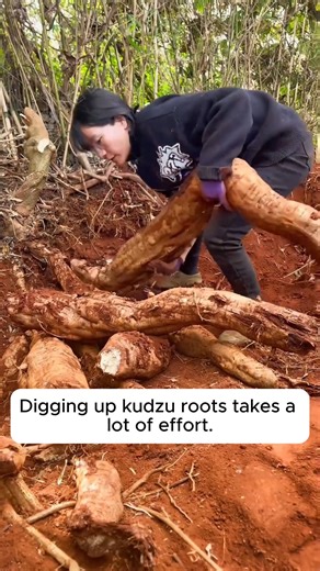 5.7K views · 15 reactions | Uses of kudzu plant #backyardgardening #gardeninglife #vegetablegardening #vegetablegarden #gardeningtips | Gardening Dreamer | Facebook