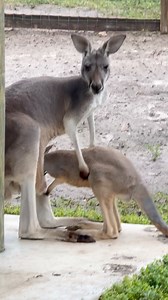 How Freaking Cool Is This? Come Visit Our AMAZING Animals! Book Now at AnimalEDventures.com | Animal EDventure Park & Safari