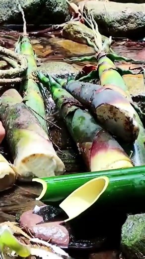 #survival #bushcraft #adventure #shorts