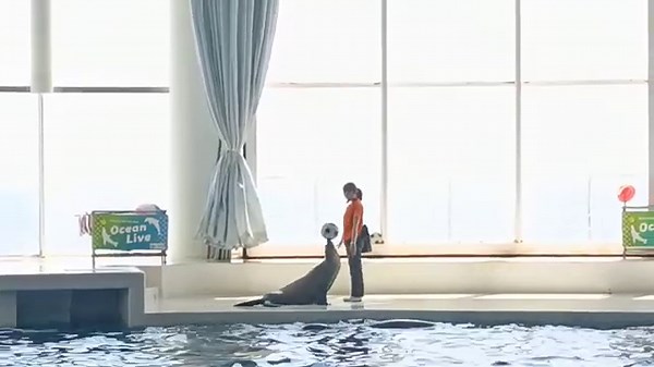 アクアワールド茨城県大洗水族館 イルカ・アシカ オーシャンライブ 2025.06.21 10:00～