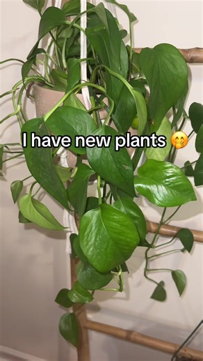 New Plant Additions for Plant Lovers