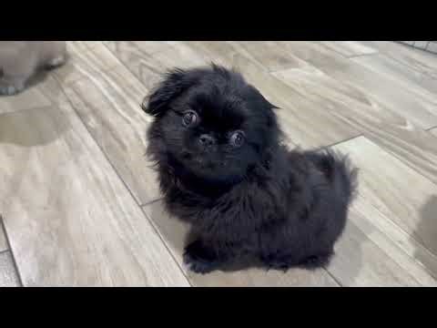 Pekingese Puppies During Playtime #forsale