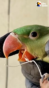 8.4M views · 10K reactions | When this pretty parrot flies free 列❤️ | The Dodo | Facebook