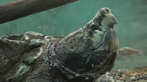 ‘Bonecrusher’ The Alligator Snapping Turtle Celebrates 100th Birthday