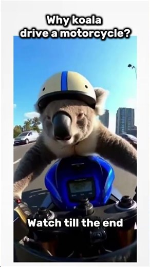 Why koala drive a motorcycle@koala@animal@speed@moto