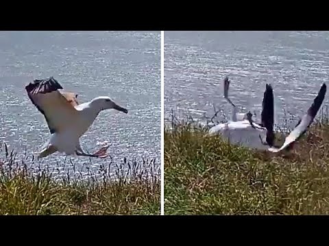 Unlucky bird on approach: Crash landing in livestream makes Albatros "famous"