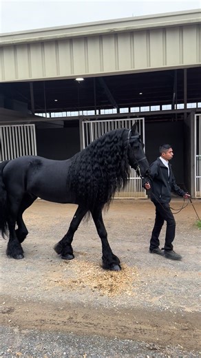 Ike the Stunning Stallion at the Horse Show