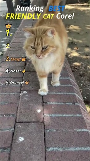 Ranking BEST FRIENDLY CAT Core!