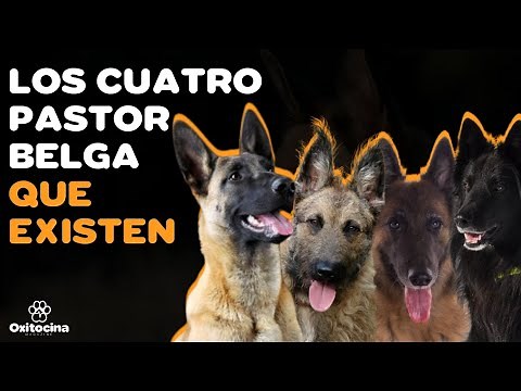 CONOCE LOS CUATRO TIPOS DE PASTOR BELGA
