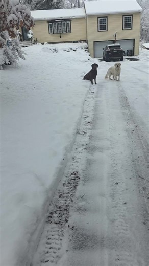 Adorable Crazy Pups in New England