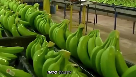 Inside the Snickers Factory: The Evolution from Handcrafted Bars to High-Tech Production