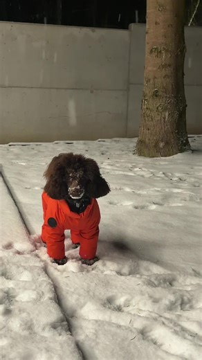 Poodle Adventures in the Snow: Playful Moments