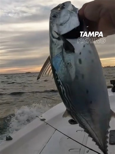 Bonita Fishing 2#fishingvideos #fishing #videosdepesca #tampafishing #cubanosporelmundo #fishingspotstampa #fishinglife #fisherman #pescador #videosdepescaria #pescandoentampa #tampabayflorida #golfofamerica #jigfishing #bonitafishing #clearwaterflorida