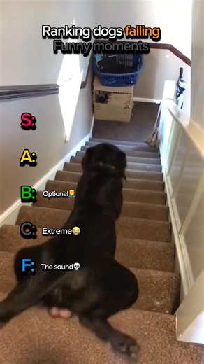 Ranking dogs falling moments #shorts #animals