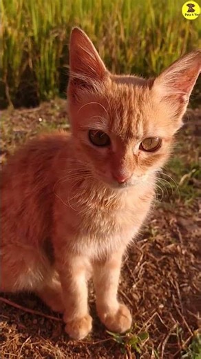 Kitten funny videos #cat #mycuterabbit #cute #animals #babyanimal #kitten #funny