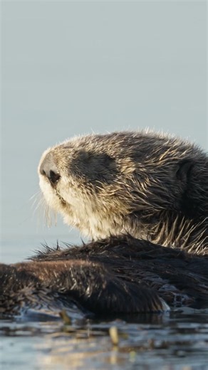 Happy #SeaOtter Awareness Week!