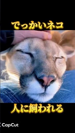 【巨大】運動神経抜群の大型ネコ、ピューマの正体 #動物 #野生動物 #ネコ #ピューマ #shorts #雑学