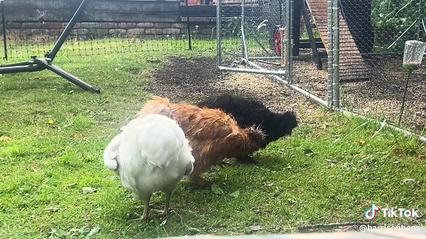 #chicken #chickenlegpiece #chickensoftiktok #chickens #thunderstorm #thunder #wethair