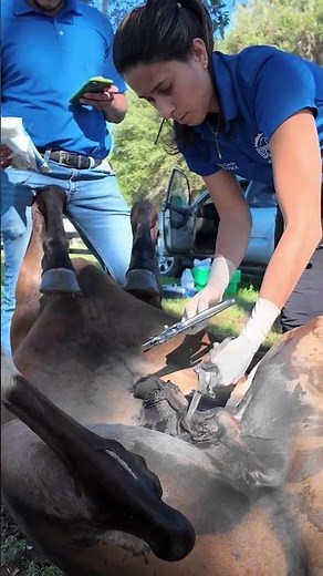 Field castration