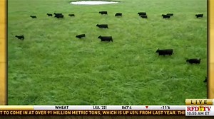 Stewart Select Angus in Decatur County was just featured on RFD-TV about their cattle operation! Click here to see the entire RFD-TV report: https://www.rfdtv.com/story/46852361/it-is-all-about-calving-marbling-and-mothering-at-stewart-select-angus | The 812